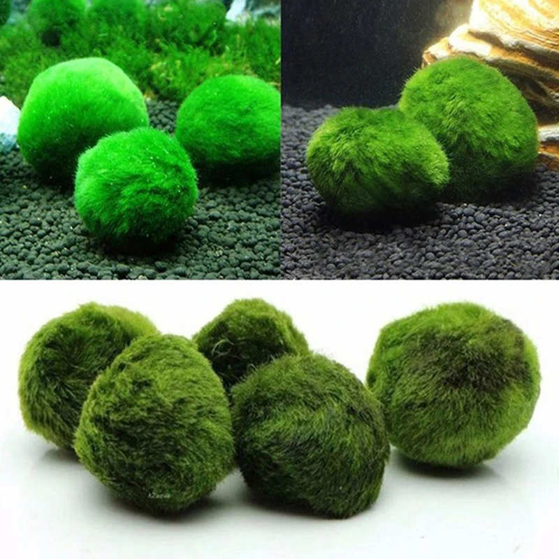 Planted Aquarium Maintenance - 1 Pezzo Palline di Muschio 3-4cm,
