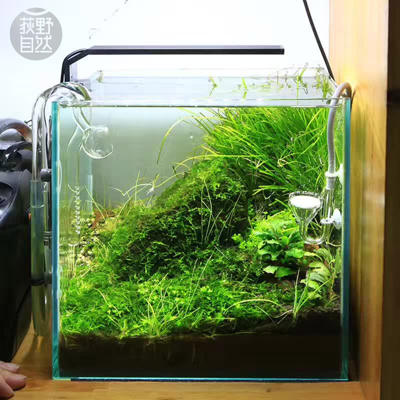 Planted Aquarium Ada - Chihiros C serie stile ADA Pianta