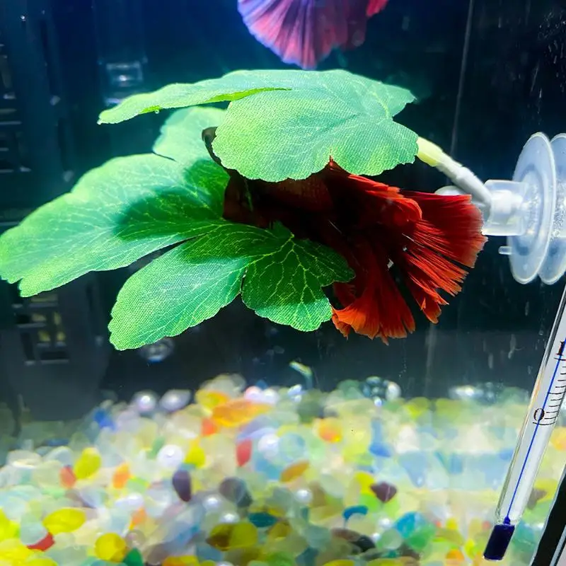 Planted Aquarium For Betta - Amaca per foglie di pesce Betta