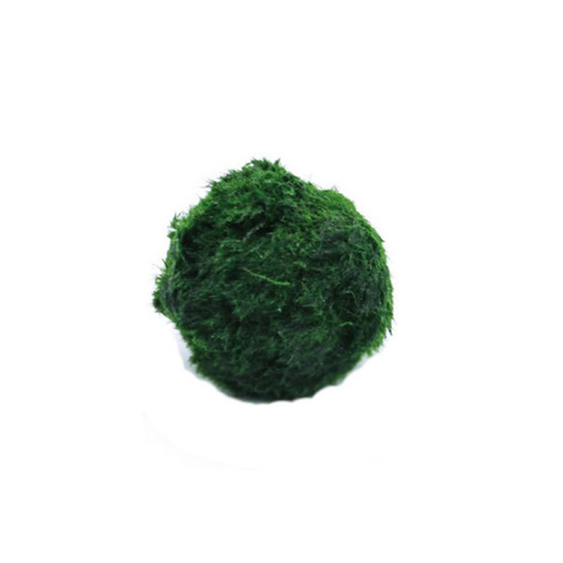 Planted Aquarium Maintenance - Palline di Muschio Marimo Vive 3-4cm,