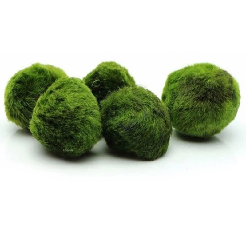 1 Pezzo Palline di Muschio 3-4 - Planted Aquarium Maintenance recensione e prezzo