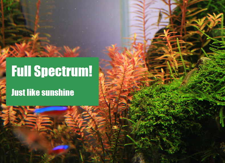 Chihiros C serie stile ADA Pia - Planted Aquarium Ada recensione e prezzo