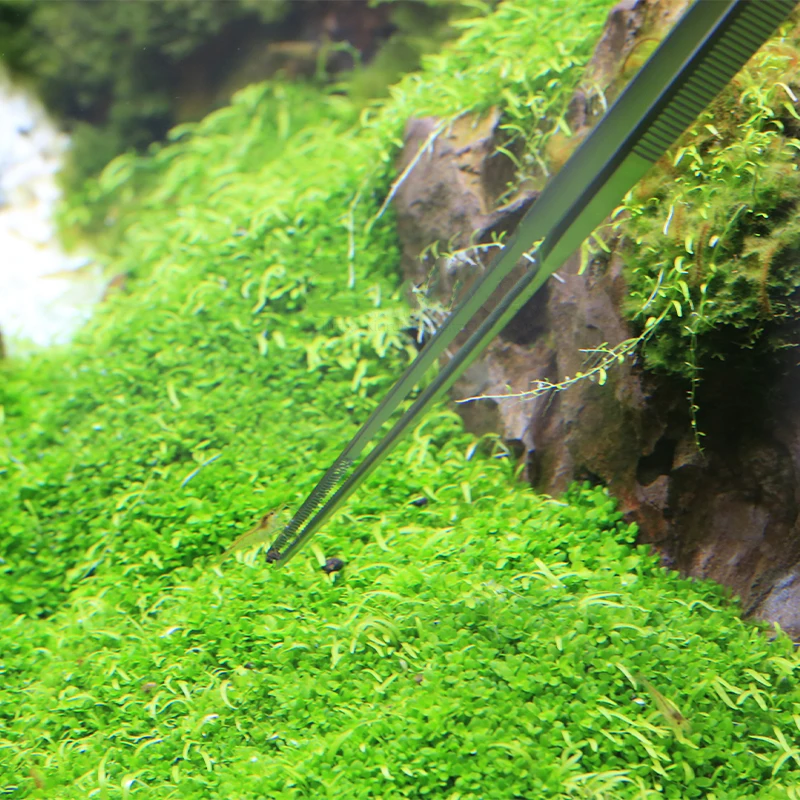 Pinzette Aquatic Pro in acciai - Planted Aquarium Ada recensione e prezzo