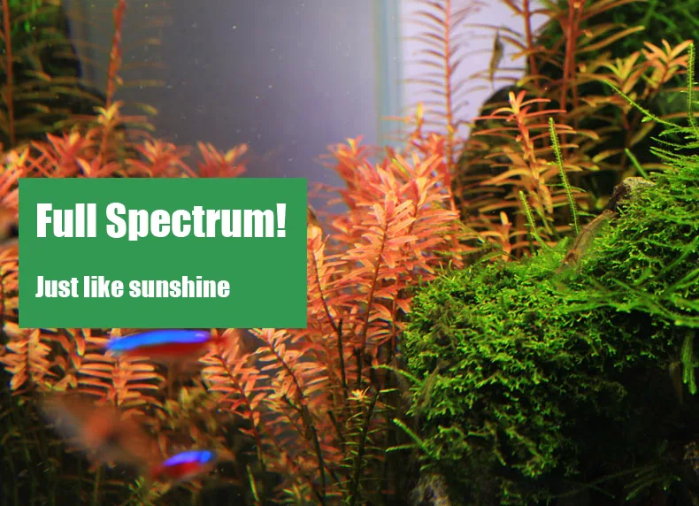 Chihiros Serie C Pianta in sti - Planted Aquarium Ada recensione e prezzo