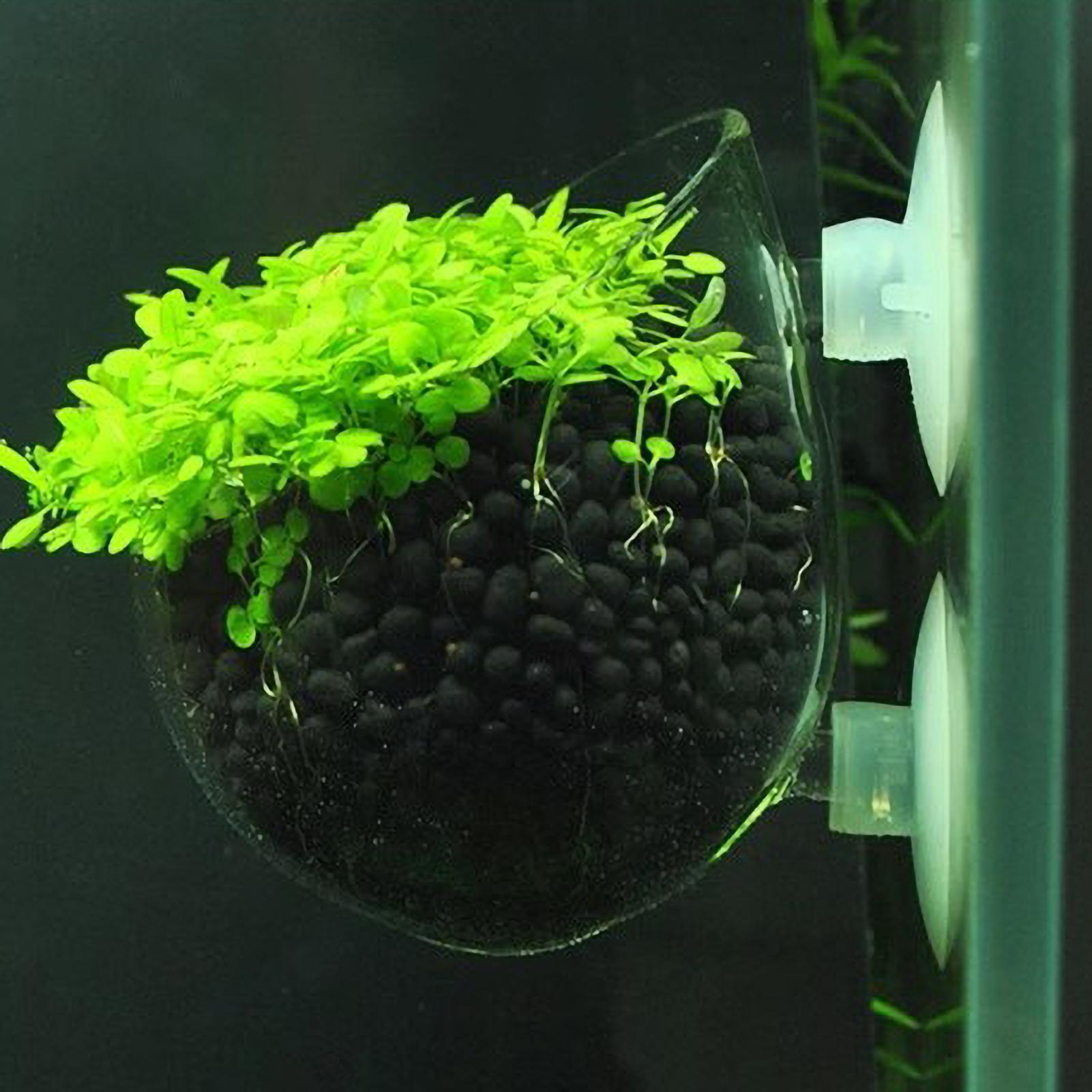 Vaso in vetro per piante acqua - Planted Aquarium Maintenance recensione e prezzo
