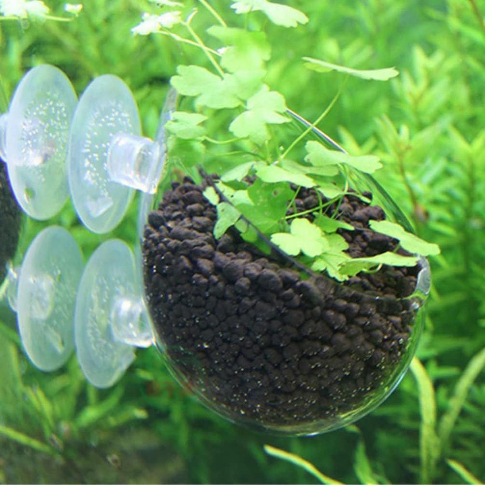 Vaso in vetro per piante acqua - Planted Aquarium Maintenance recensione e prezzo