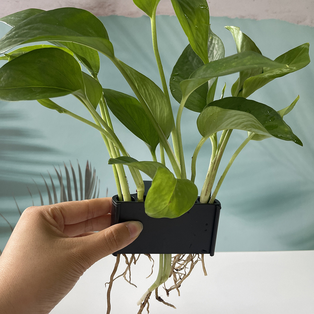 Porta piante per acquario con  - Planted Aquarium Maintenance recensione e prezzo
