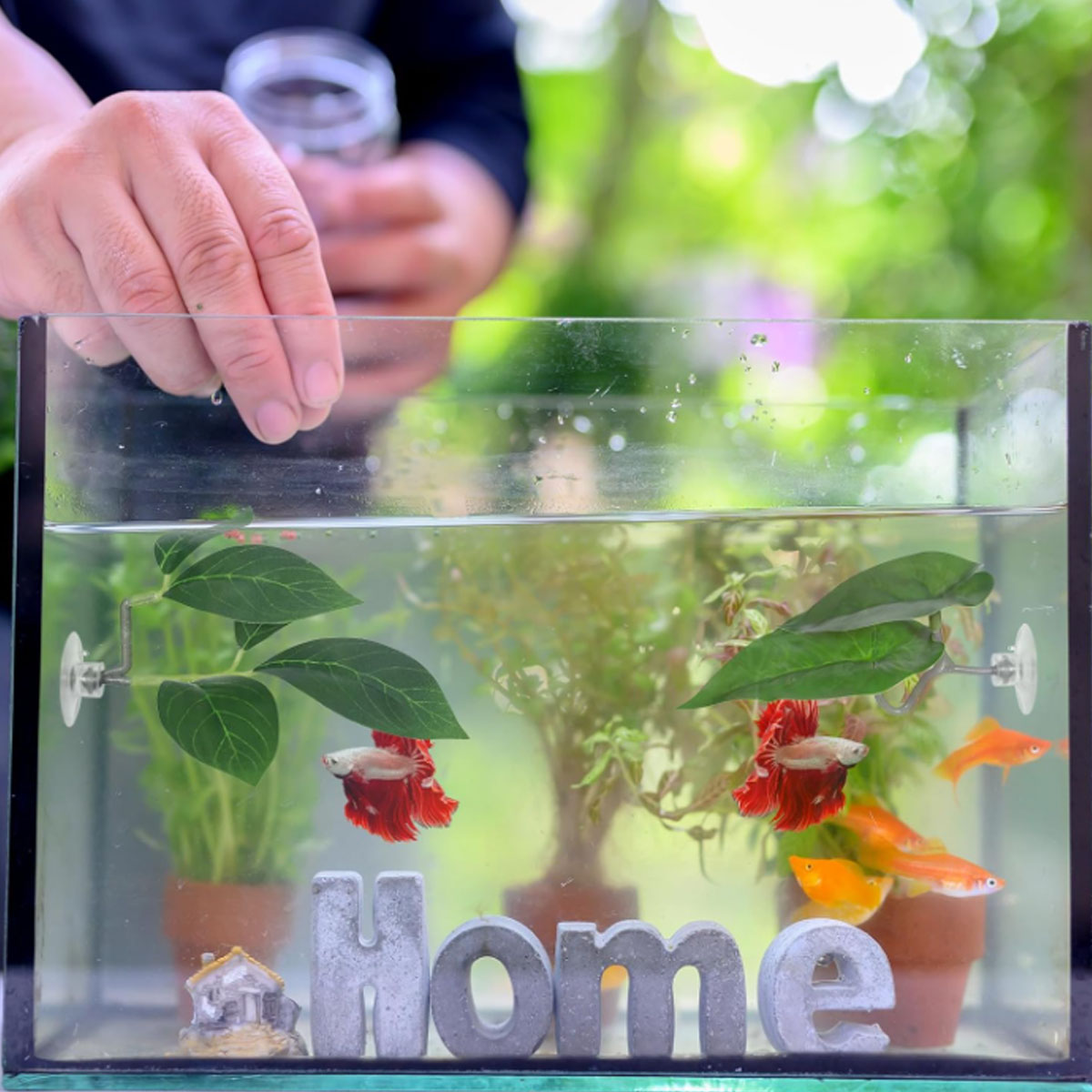 1 Amaca per Pesci Betta, Decor - Planted Aquarium For Betta recensione e prezzo