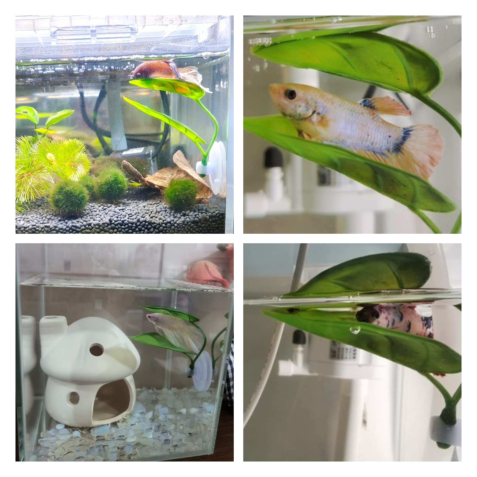 Animali domestici Acquario Dec - Planted Aquarium For Betta recensione e prezzo