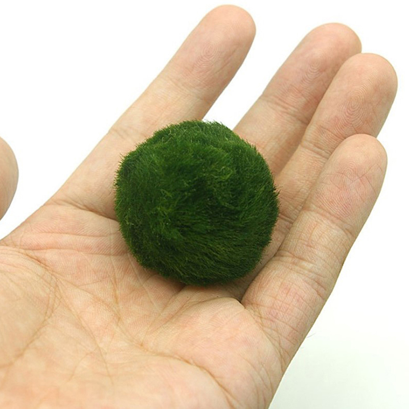 Marimo Moss Balls Live Aquariu - Planted Aquarium Maintenance recensione e prezzo