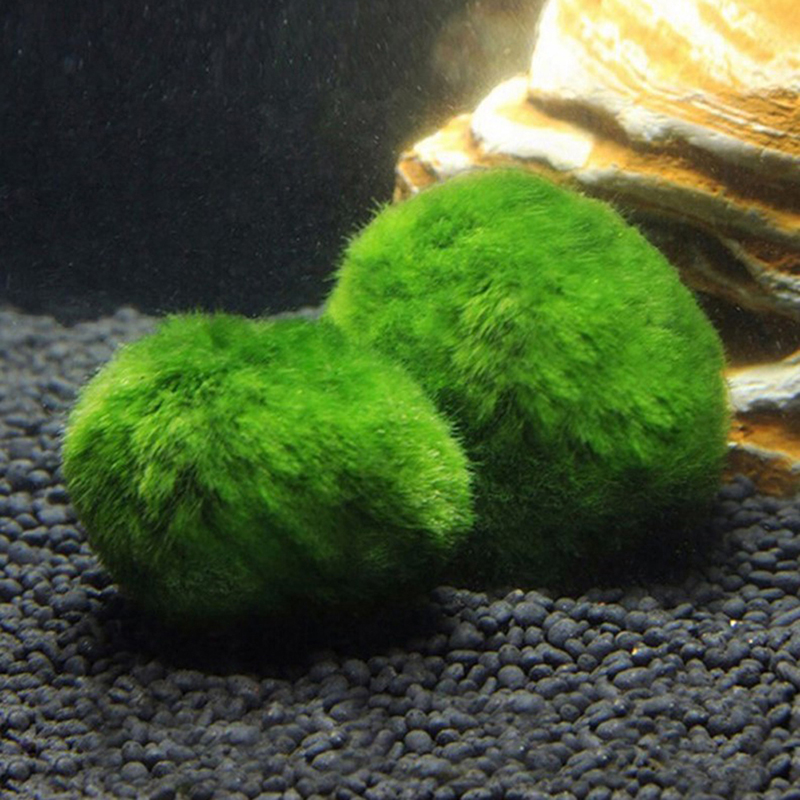 Marimo Moss Balls Live Aquariu - Planted Aquarium Maintenance recensione e prezzo