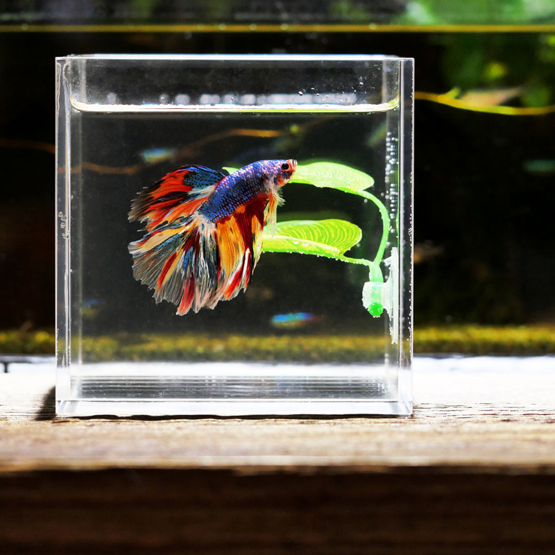 Foglie Artificiali Decorative  - Planted Aquarium For Betta recensione e prezzo