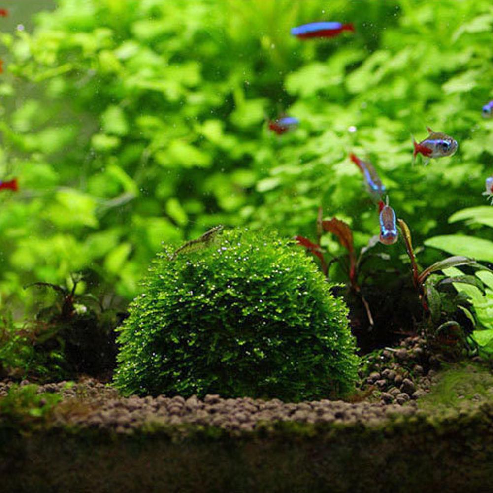Piante decorative per acquari  - Aquarium Plant Red recensione e prezzo
