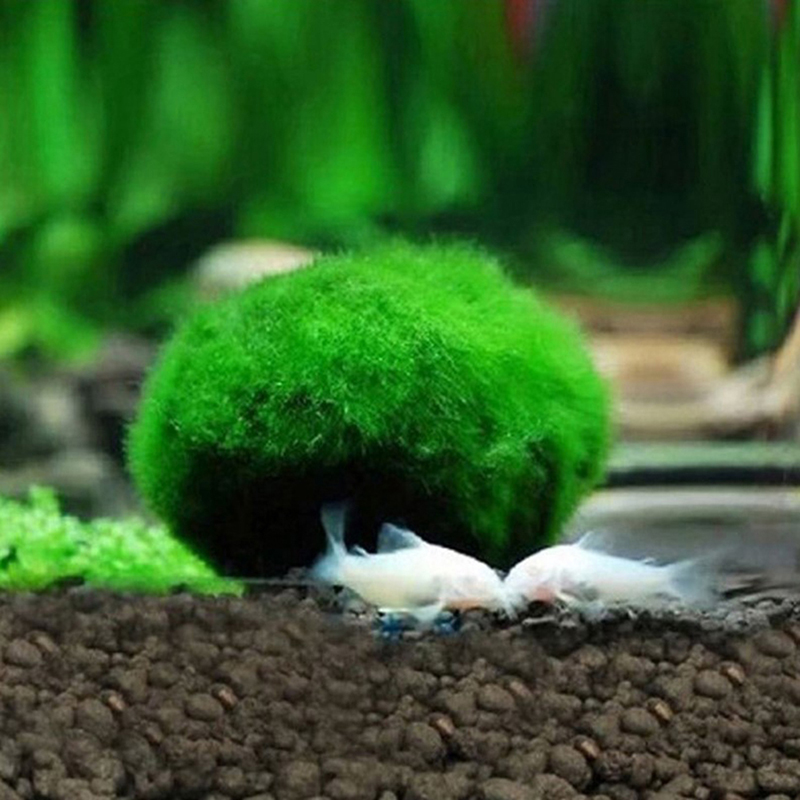 Palline di Muschio Marimo Vive - Planted Aquarium Maintenance recensione e prezzo